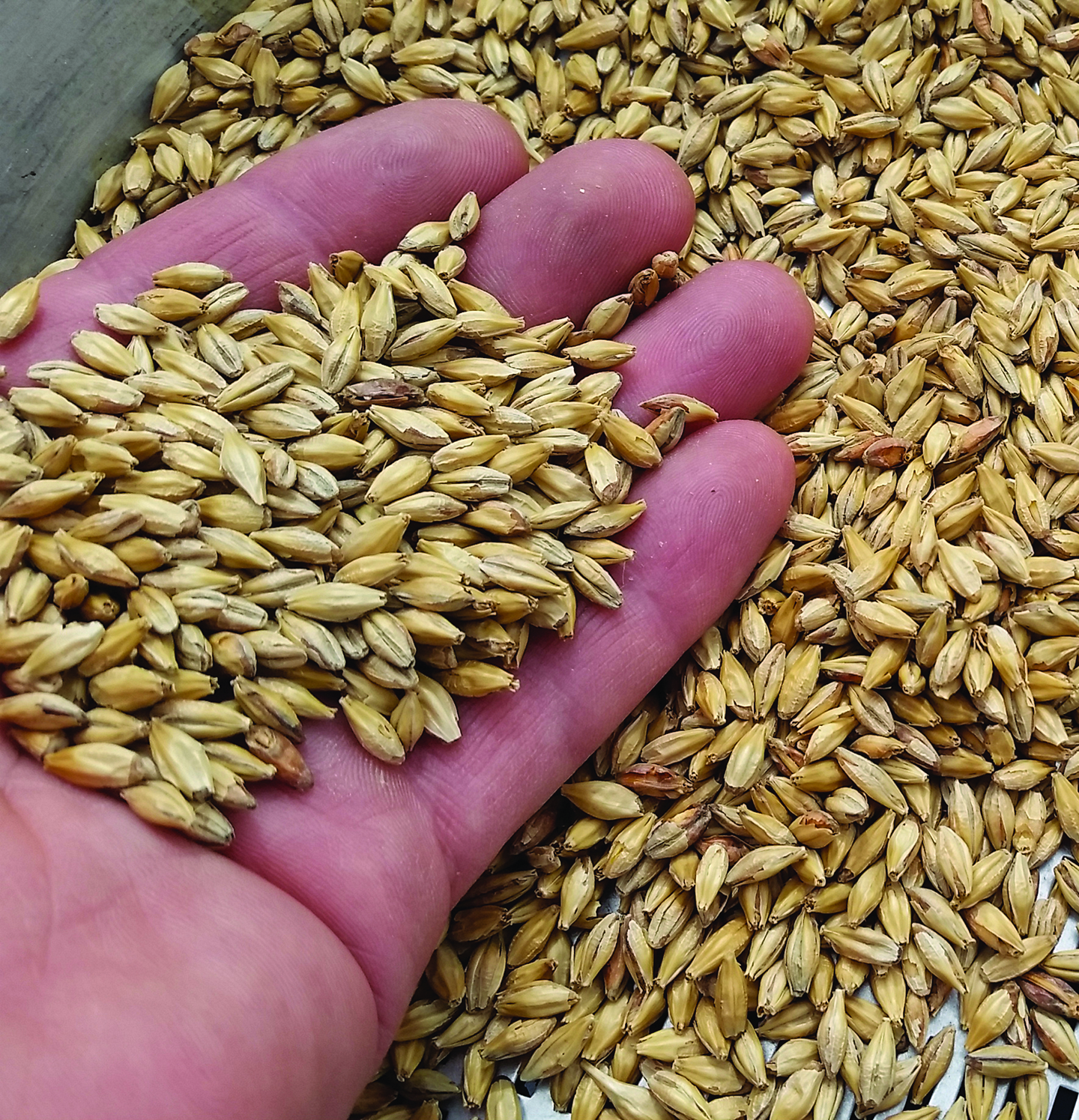 Malts